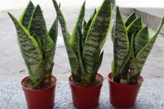 院子里養(yǎng)什么花聚財？院子里養(yǎng)這十種花卉植物