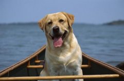 世界上5大最能吃的狗狗，阿拉斯加犬上榜