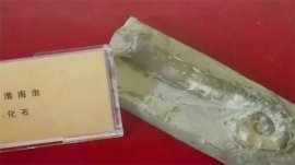 世界上發(fā)現(xiàn)最早的多細胞生物，淮南蟲7.4億年前已經形成