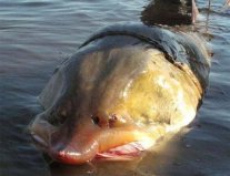 中國(guó)最大的淡水魚：鰉魚最重達(dá)1000公斤