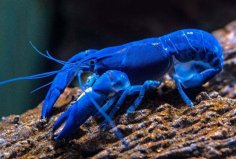 世界上最貴的20種海鮮，吃過2種以上算是土豪