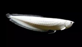 地球上10大最名貴的觀賞魚(yú)，雪龍魚(yú)列居第一