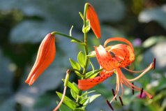 世界四大香花：百合花、夜來香雙雙入圍