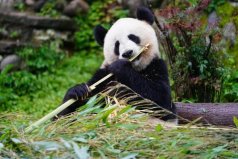世界國寶動(dòng)物排名前十，中國大熊貓榮獲冠軍