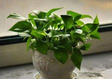 除甲醛的綠植有哪些？十大吸甲醛植物排行榜