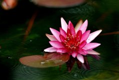 九大佛教吉祥圣花，蓮花被稱為圣潔之花