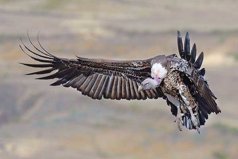 世界上最大的飛行動物：安第斯神鷹體長可達1.3米
