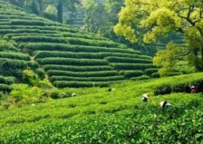 世界十大茶葉生產(chǎn)國(guó)排行榜，錫蘭紅茶聞名世界