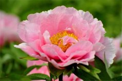 世界上十種最美的花：玫瑰花上榜，牡丹花居首