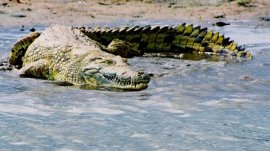世界上最厲害的動物是什么：尼羅河鱷魚輕松秒殺對手