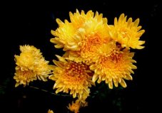 世界上最純潔的花，菊花代表堅(jiān)貞不屈的精神