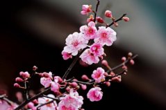 最名貴的十種花卉：梅花第一，牡丹有花中之王美譽(yù)