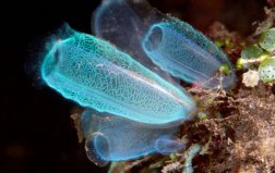 十種雌雄同體的動(dòng)物排名：海鞘、海兔排前兩名