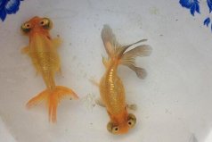 中國十大名貴金魚：形態(tài)獨(dú)特，深受喜愛！