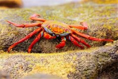 五個(gè)被拍到的詭異生物：紅色螃蟹、巨型鱷魚(yú)均上榜