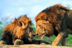 世界上最大的獅子：開(kāi)普獅身高1米多，體長(zhǎng)近4米