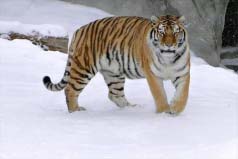 世界最厲害動物排名前十：東北虎、非洲獅名列榜首