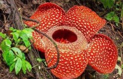 世界上最大的花：大王花最大花徑1米，重量7.5千克