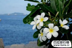 非洲、大洋洲各國國花大全及詳細介紹