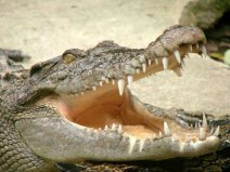 世界上最強的動物：鱷魚攻擊力強，智商超群！