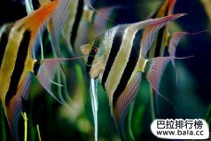 十大最常見的經(jīng)典淡水觀賞魚，你養(yǎng)過哪幾種？