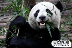 中國十大瀕危國寶級(jí)野生動(dòng)物排名，大熊貓奪冠