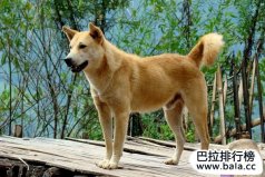 農(nóng)村四大惡霸動(dòng)物，家鵝是著名的農(nóng)村三大惡霸之一