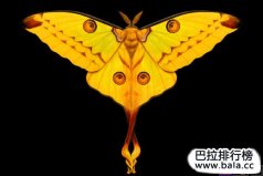 世界最美麗的十大飛蛾：日落蛾上榜，你見過哪種？