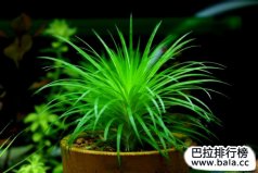 十大美麗的陽性水草：迷你谷精排榜首，你有養(yǎng)嗎？