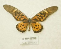 世界上最毒的蝴蝶，非洲長翅鳳蝶可毒死6只家貓
