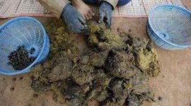 世界上最惡心的牛糞火鍋：十分重口味，你敢吃嗎？