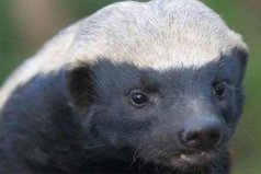 世界10大最猛的動物：東北虎上榜，蜜獾位居榜首