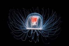 壽命最長的海洋生物排名：?？诺谒模瑹羲笗?huì)永生