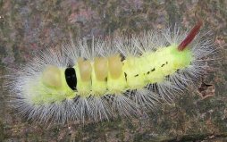 世界10大致命昆蟲：茸毒蛾、田鱉雙雙入榜