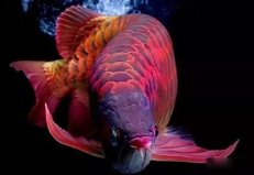 世界10大最昂貴的觀賞魚，血紅魚價值超400萬元