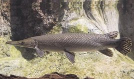 地球上10大海底活化石：這古老魚(yú)類(lèi)你認(rèn)識(shí)嗎？