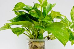 電腦旁邊適合放什么植物：綠蘿、仙人球榜上有名