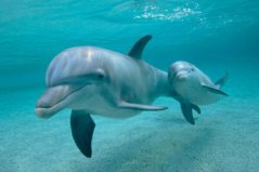 世界上聽力最好的動物排名，海豚大象位列前兩名
