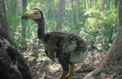 世界上最貴的鳥類化石，渡渡鳥化石價(jià)值440萬美元