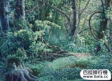 山海經(jīng)中十大神樹：沙棠樹、建木樹領(lǐng)銜榜單
