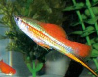 地球10大最好養(yǎng)的觀賞魚，紅劍魚位居榜首
