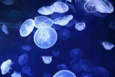 世界上最原始的桃花水母，堪稱“水中大熊貓”！
