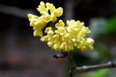 盤點(diǎn)最好的桂花產(chǎn)地，中國四大桂花產(chǎn)地