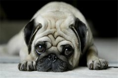 中國四大獵犬：沙皮犬排第一名，川東犬屈居第二