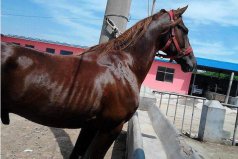 世界上跑得最快的馬是什么馬？英國(guó)純血馬可達(dá)20米每秒