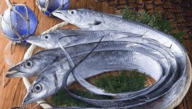 世界上最有骨氣的魚(yú)，帶魚(yú)被捕后會(huì)炸鰾而亡