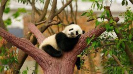 世界上最萌的9種動物：熊貓、企鵝、考拉全上榜