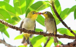 世界上最浪漫的10種動(dòng)物：海馬、愛(ài)情鳥(niǎo)入榜！