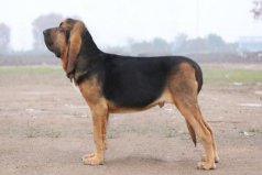 世界十大嗅覺能力出眾的狗：臘腸犬墊底，尋血獵犬奪冠