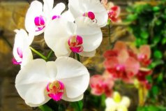 最耐陰的十大漂亮植物：蝴蝶蘭榜上有名，你養(yǎng)了嗎？